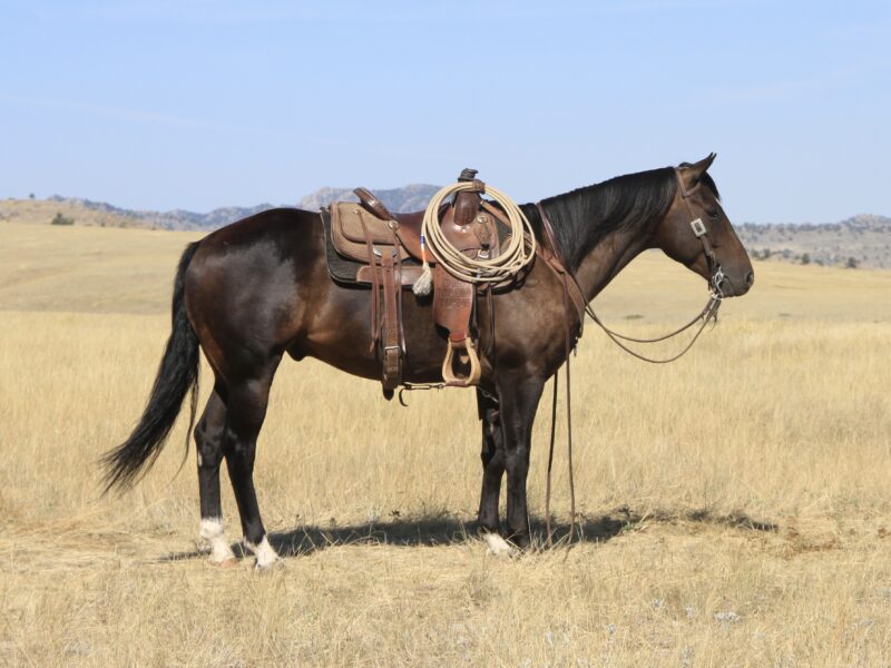 Twix - 2020 Brown Gelding